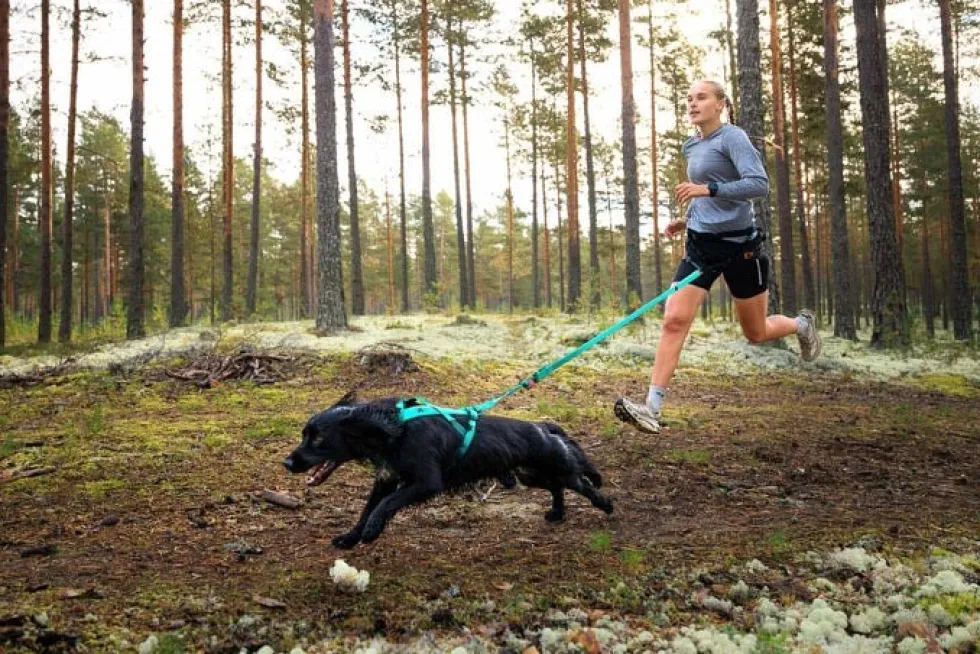 Non-Stop Dogwear Bungee Leash, Aqua, 2m