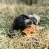 Non-Stop Dogwear Dog throw toy